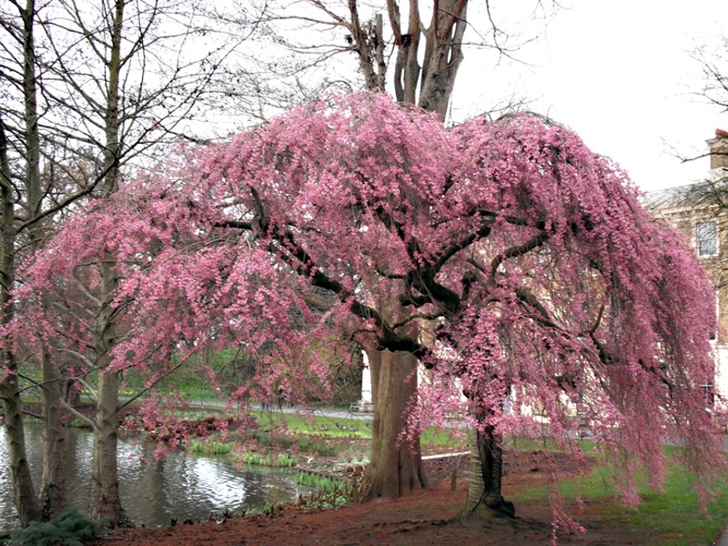 Prunus subhirtella Pendula Plena Rosea | Prunus - střemcha, sakura